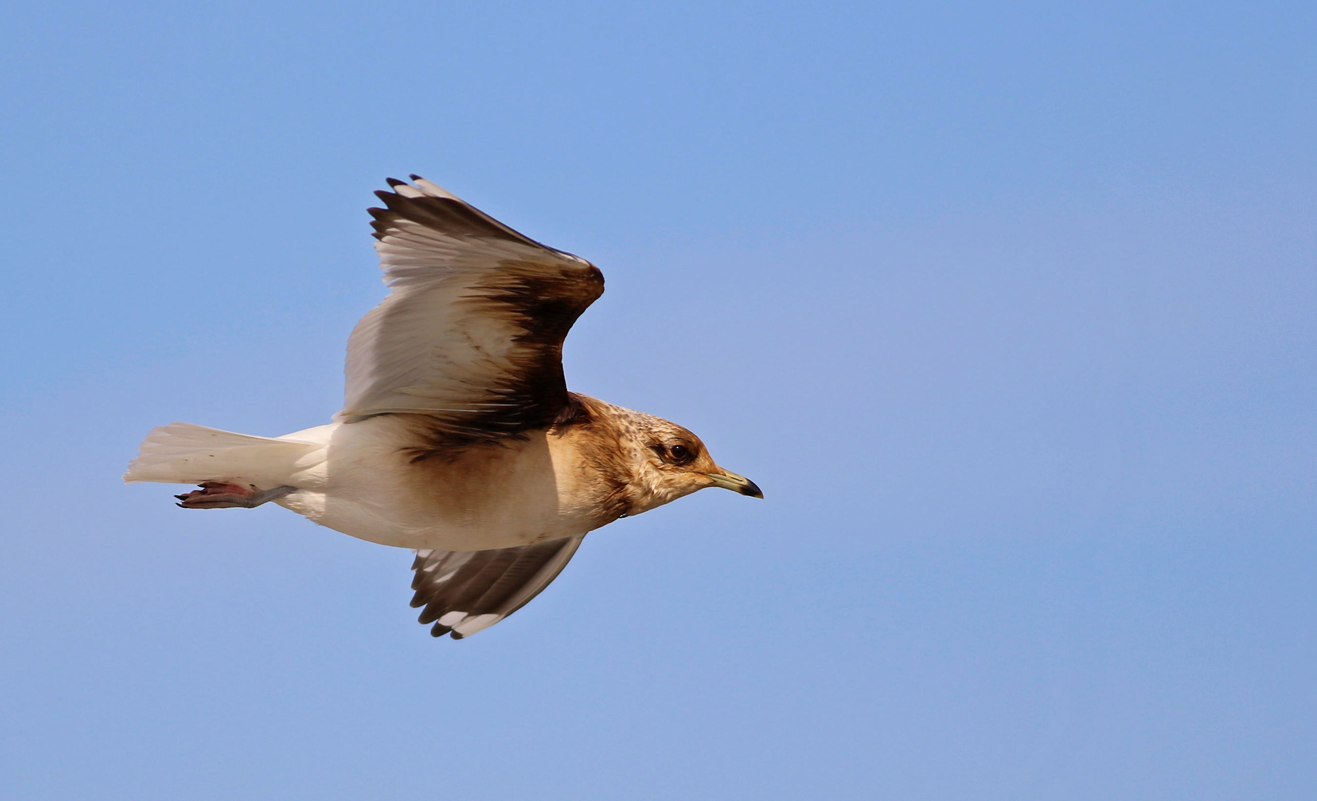 Mew Gull